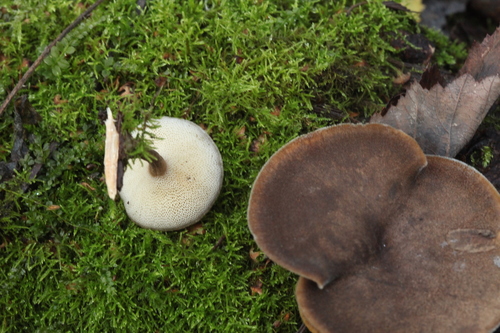 Žieminė Skylėtbudė nuotrauka