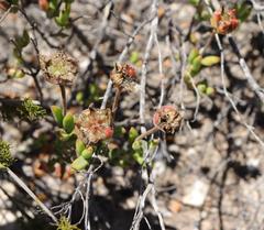 Drosanthemum uniondalense
