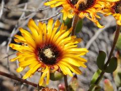 Drosanthemum uniondalense