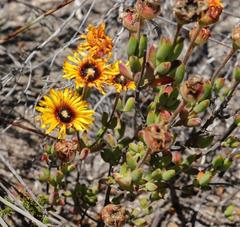 Drosanthemum uniondalense