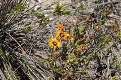 Drosanthemum uniondalense