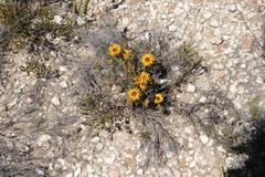 Drosanthemum uniondalense