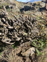 Carmichaelia crassicaulis