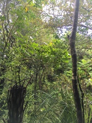 Erythrina ×sykesii