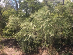Kunzea ambigua