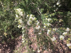 Kunzea ambigua
