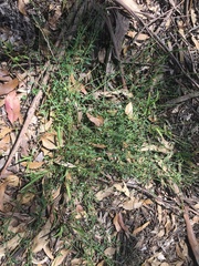 Chenopodium polygonoides