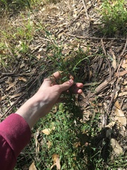 Chenopodium polygonoides