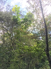Erythrina ×sykesii