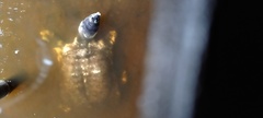 Amyda cartilaginea