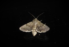 Ichneutica moderata