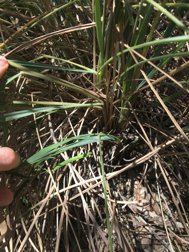 Image of Paspalum quadrifarium by (c) Thomas Mesaglio, some rights reserved (CC BY)