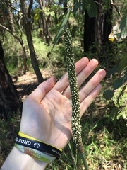 Xanthorrhoea minor minor