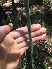 Xanthorrhoea minor minor