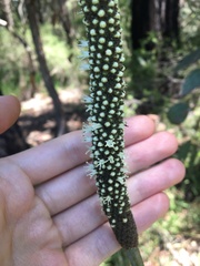 Xanthorrhoea minor minor