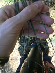 Xanthorrhoea minor minor