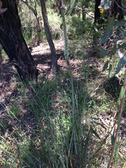 Xanthorrhoea minor minor