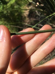 Xanthorrhoea minor minor