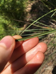 Xanthorrhoea minor minor
