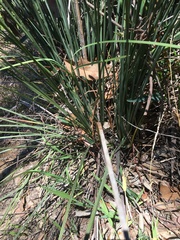 Xanthorrhoea minor minor