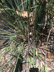 Xanthorrhoea minor minor