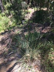 Xanthorrhoea minor minor