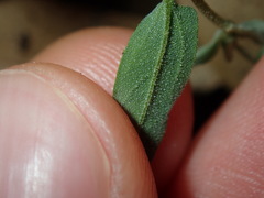 Chenopodium polygonoides