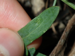 Chenopodium polygonoides