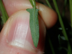Chenopodium polygonoides