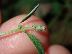 Chenopodium polygonoides