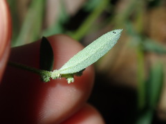 Chenopodium polygonoides