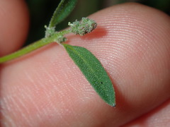 Chenopodium polygonoides