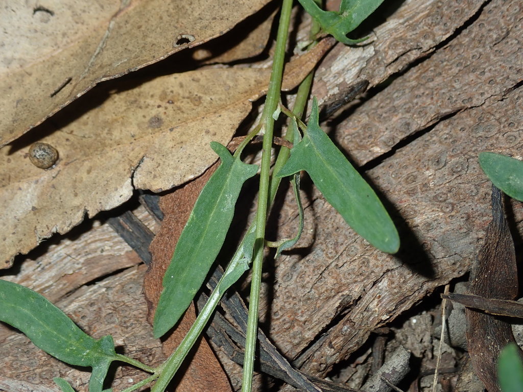 Chenopodium polygonoides