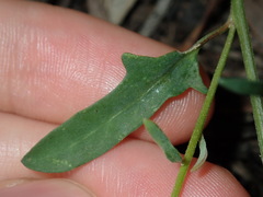 Chenopodium polygonoides