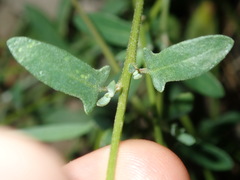 Chenopodium polygonoides
