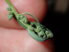 Chenopodium polygonoides