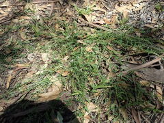 Chenopodium polygonoides