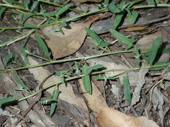 Chenopodium polygonoides