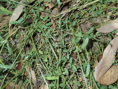 Chenopodium polygonoides