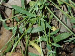 Chenopodium polygonoides