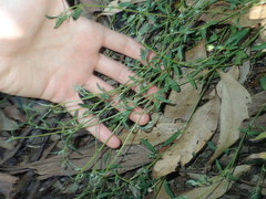 Chenopodium polygonoides