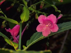 Strobilanthes hamiltoniana
