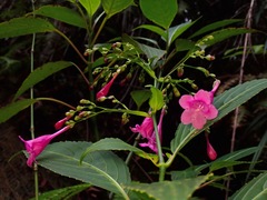 Strobilanthes hamiltoniana