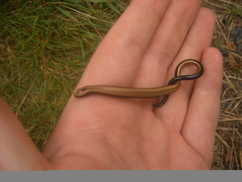 Anguis fragilis