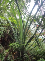 Pandanus atrocarpus