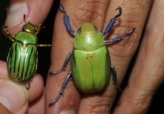 Chrysina beyeri