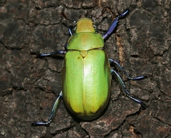 Chrysina beyeri
