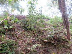 Coprosma macrocarpa minor