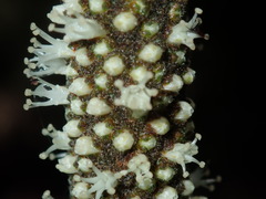 Xanthorrhoea minor minor