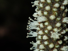 Xanthorrhoea minor minor